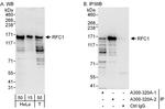 RFC1 Antibody in Western Blot (WB)