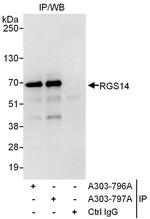 RGS14 Antibody in Immunoprecipitation (IP)