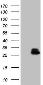 RHOC Antibody in Western Blot (WB)