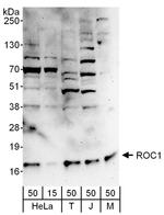 ROC1 Antibody in Western Blot (WB)