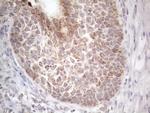 RORB Antibody in Immunohistochemistry (Paraffin) (IHC (P))