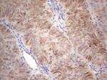 RORB Antibody in Immunohistochemistry (Paraffin) (IHC (P))