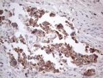 RORB Antibody in Immunohistochemistry (Paraffin) (IHC (P))