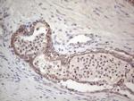 RORB Antibody in Immunohistochemistry (Paraffin) (IHC (P))