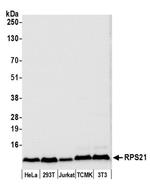 RPS21/Ribosomal Protein S21 Antibody in Western Blot (WB)