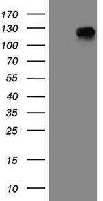 RRBP1 Antibody in Western Blot (WB)