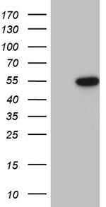 RUNX3 Antibody in Western Blot (WB)