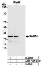 RWDD1 Antibody in Western Blot (WB)