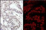 RanBP3 Antibody in Immunohistochemistry (IHC)