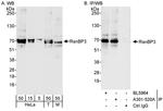 RanBP3 Antibody in Western Blot (WB)