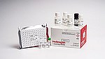 Mouse Corticosterone Rapid ELISA Kit (EELR008)