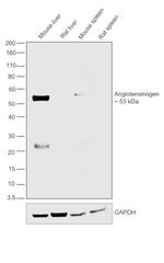 Rat IgG (H+L) Secondary Antibody in Western Blot (WB)