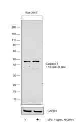 Rat IgG (H+L) Secondary Antibody in Western Blot (WB)