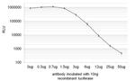 Red Firefly Luciferase Antibody in Neutralization (Neu)