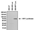 Red Firefly Luciferase Antibody in Western Blot (WB)