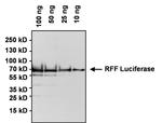 Red Firefly Luciferase Antibody in Western Blot (WB)