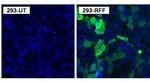 Red Firefly Luciferase Antibody in Immunocytochemistry (ICC/IF)