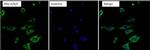 RhoA/RhoB/RhoC Antibody in Immunocytochemistry (ICC/IF)