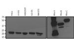 RhoA/RhoB/RhoC Antibody in Western Blot (WB)