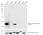 Human Lambda Light Chain Secondary Antibody in Western Blot (WB)