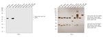 Rat IgG2b Secondary Antibody