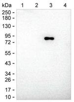 Human IgM Secondary Antibody in Western Blot (WB)