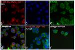 Human IgG (H+L) Cross-Adsorbed Secondary Antibody in Immunocytochemistry (ICC/IF)