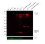 Human IgG (H+L) Cross-Adsorbed Secondary Antibody