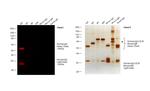 Human IgG (H+L) Cross-Adsorbed Secondary Antibody in Western Blot (WB)