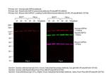 Human IgG (H+L) Cross-Adsorbed Secondary Antibody in Western Blot (WB)