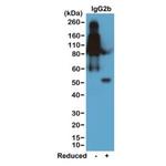 Mouse IgG2b Secondary Antibody in Western Blot (WB)