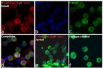 Human IgM Cross-Adsorbed Secondary Antibody in Immunocytochemistry (ICC/IF)