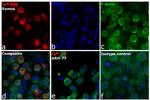 Human IgM Cross-Adsorbed Secondary Antibody in Immunocytochemistry (ICC/IF)