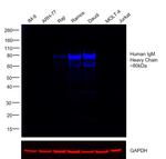 Human IgM Cross-Adsorbed Secondary Antibody in Western Blot (WB)