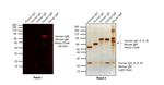 Human IgM Cross-Adsorbed Secondary Antibody in Western Blot (WB)