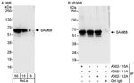 SAM68 Antibody in Western Blot (WB)