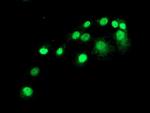 SAMHD1 Antibody in Immunocytochemistry (ICC/IF)