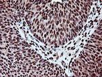 SAMHD1 Antibody in Immunohistochemistry (Paraffin) (IHC (P))