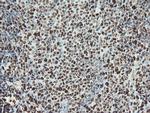 SAMHD1 Antibody in Immunohistochemistry (Paraffin) (IHC (P))