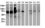 SAMHD1 Antibody in Western Blot (WB)