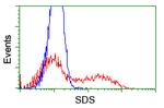 SDS Antibody in Flow Cytometry (Flow)