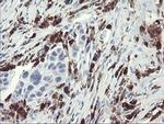 SDS Antibody in Immunohistochemistry (Paraffin) (IHC (P))