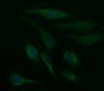 SDSL Antibody in Immunocytochemistry (ICC/IF)