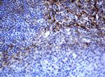 SELENBP1 Antibody in Immunohistochemistry (Paraffin) (IHC (P))