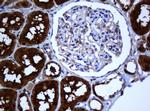 SELENBP1 Antibody in Immunohistochemistry (Paraffin) (IHC (P))