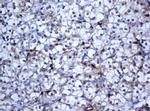 SELENBP1 Antibody in Immunohistochemistry (Paraffin) (IHC (P))