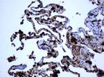 SELENBP1 Antibody in Immunohistochemistry (Paraffin) (IHC (P))