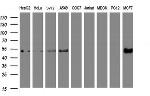 SELENBP1 Antibody in Western Blot (WB)