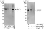 SENP3 Antibody in Western Blot (WB)