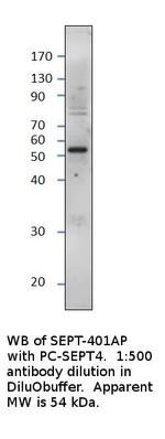 ARTS Antibody in Western Blot (WB)